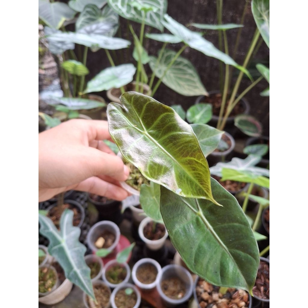 alocasia pink dragon