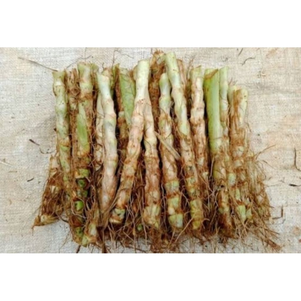 bibit odot pakan kambing