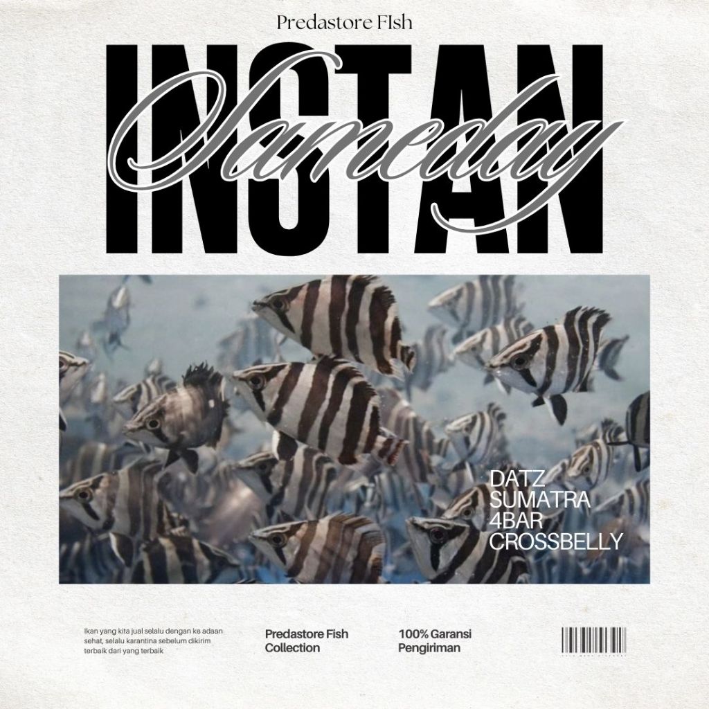 Datz Sumatra 4bar Crossbelly Grade AA - 100% Garansi Pengiriman