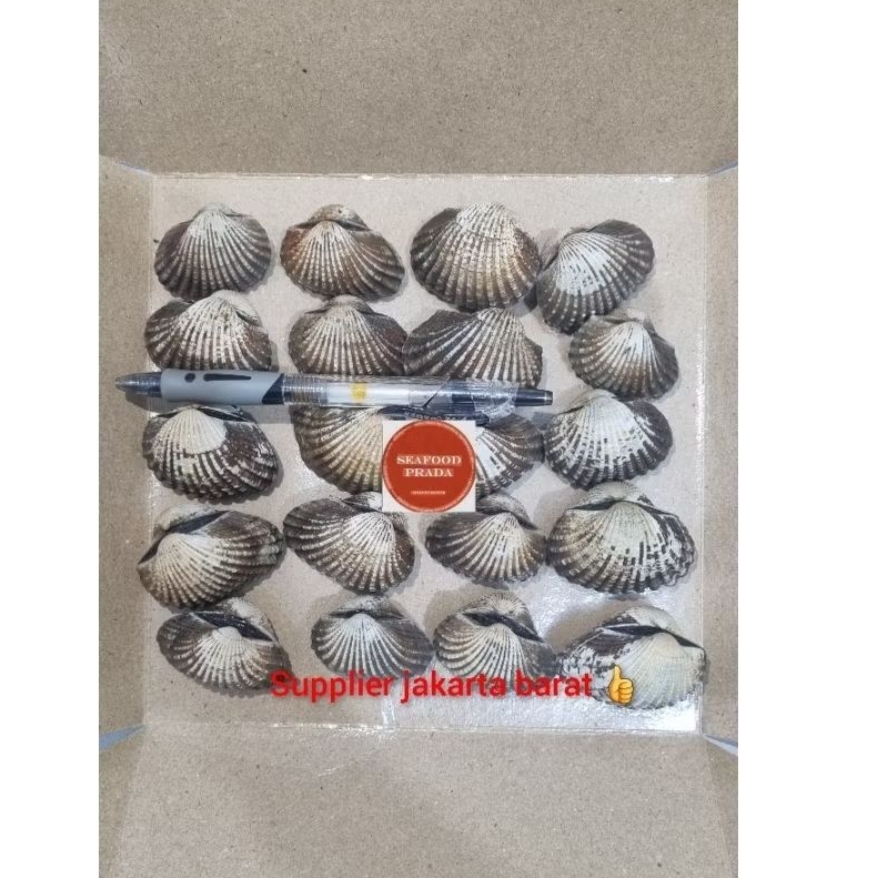 Kerang Dara Super / Kerang Dara frozen @1kg