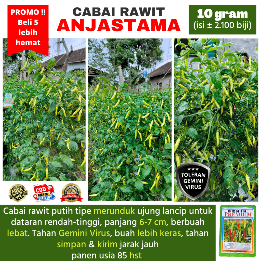 (BELI 5 lebih hemat) Benih Cabai Toleran Virus ANJASTAMA 10 gram (±2.300 biji) | Setipe Ponirun, Asm