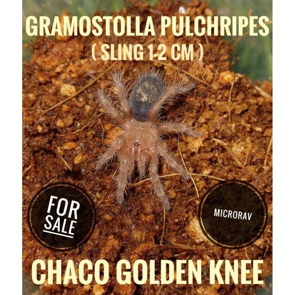 display TARANTULA " Gramostolla Pulchripes " ( Sling )--MICRORAV--