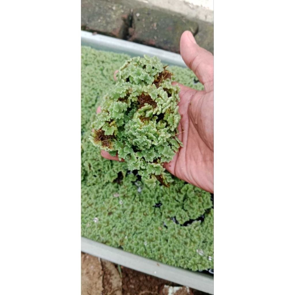 Bibit Azola super 1000 ml tanaman pakan alternatif untuk ikan lele ikan Nila ayam bebek entog dan he