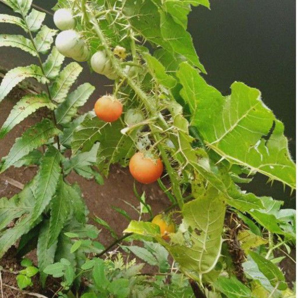 terong pari/terong oren per 10 buah