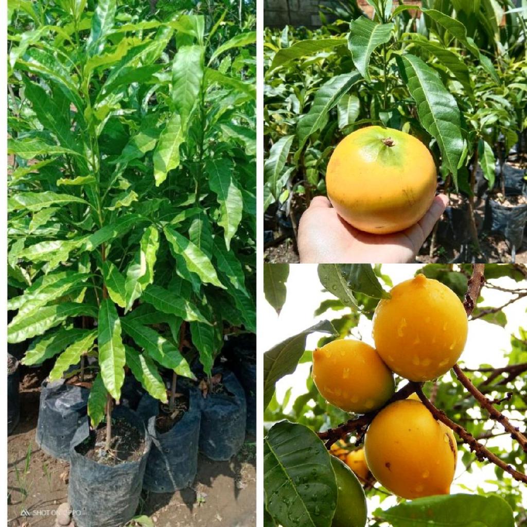 Bibit Tanaman Buah Sawo Abiu Jumbo Super