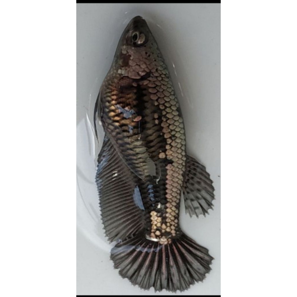 Giant cupang female black samurai size giant