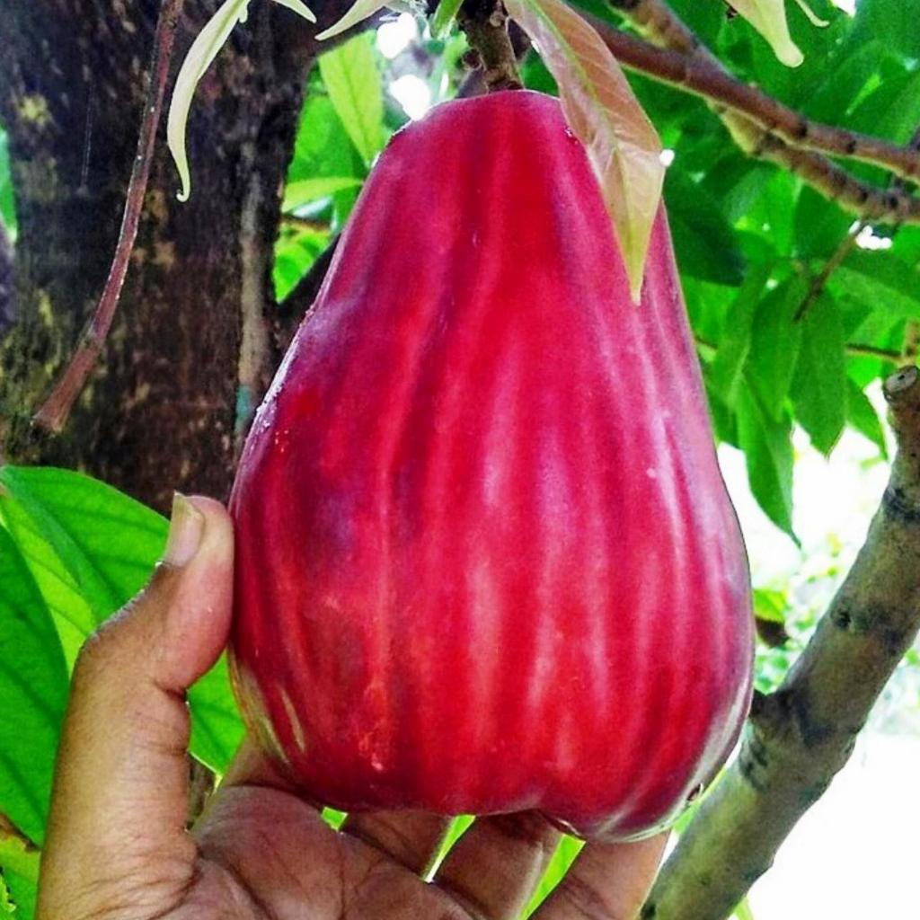 Bibit Tanaman Jambu Jamaika Asli