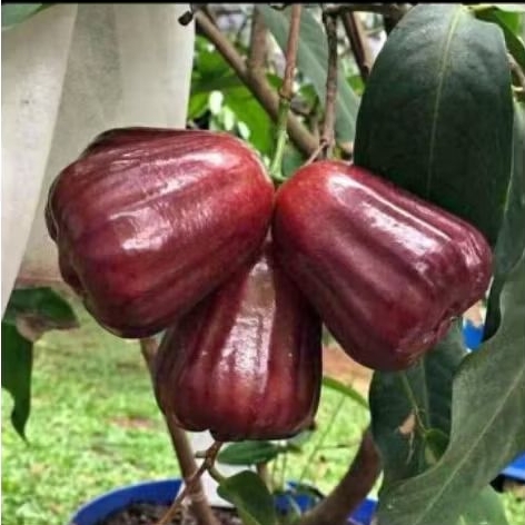 bibit jambu air mutiara hitam