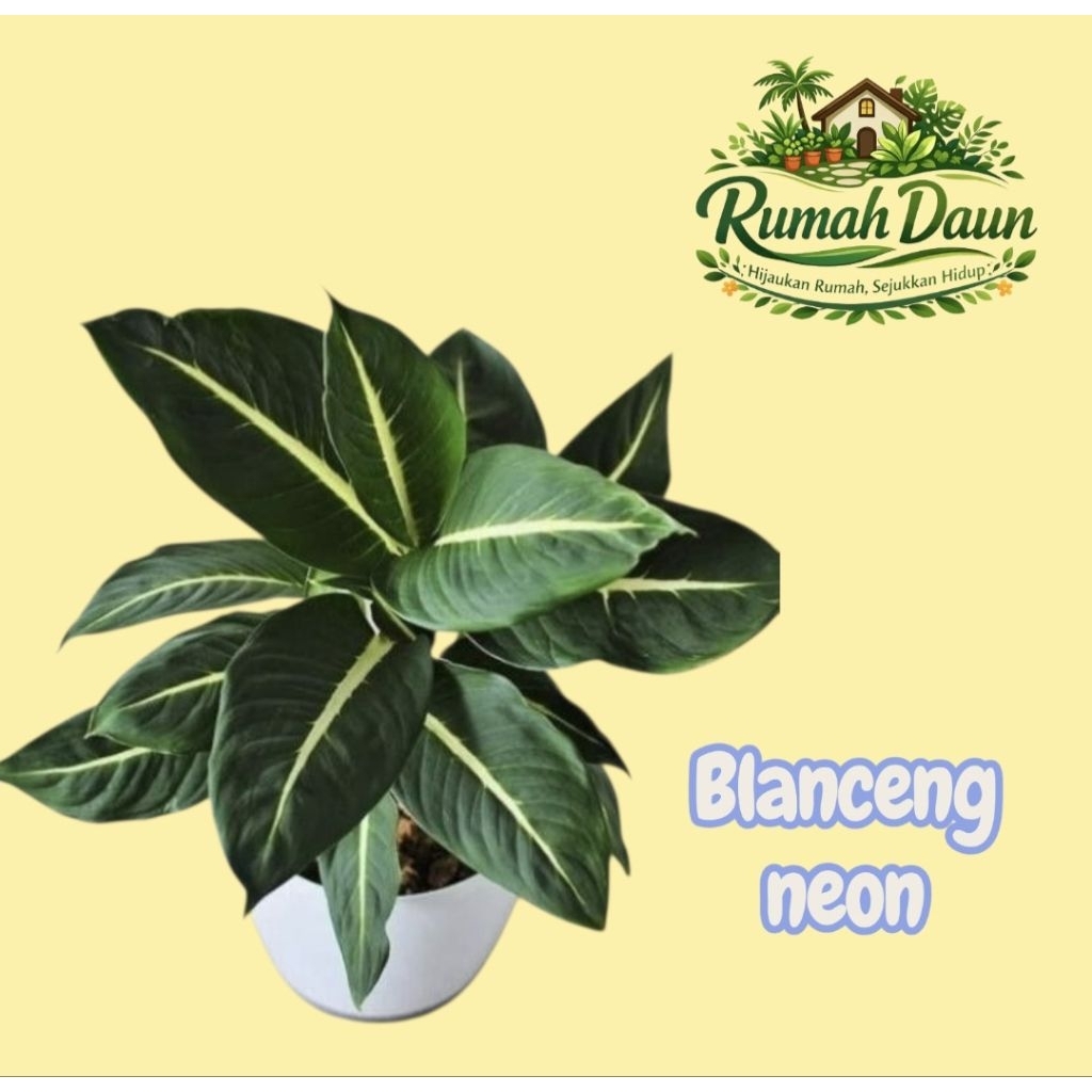 tanaman hias blanceng neon - pohon blanceng neon
