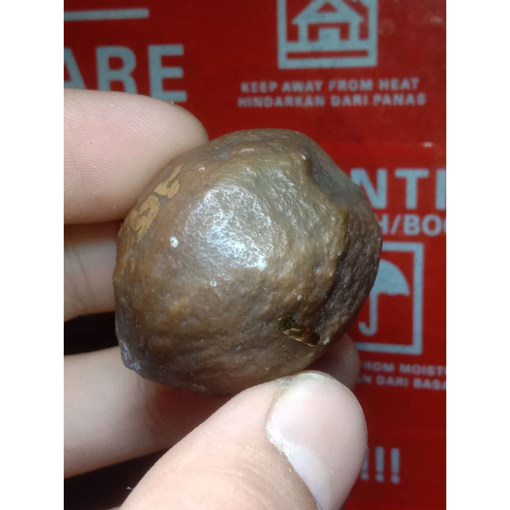 muncang JALIM GURAME JR kode 1