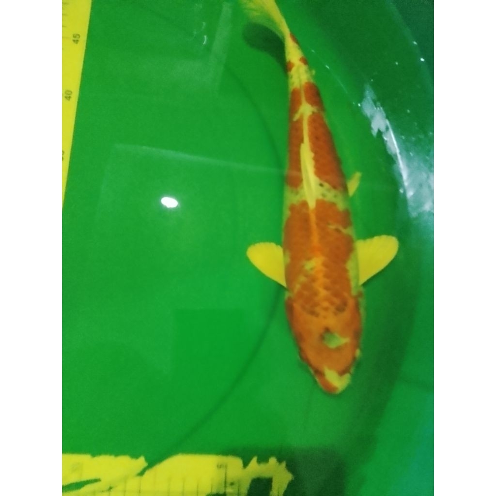Ikan koi jenis Kujaku 33cm High Quality