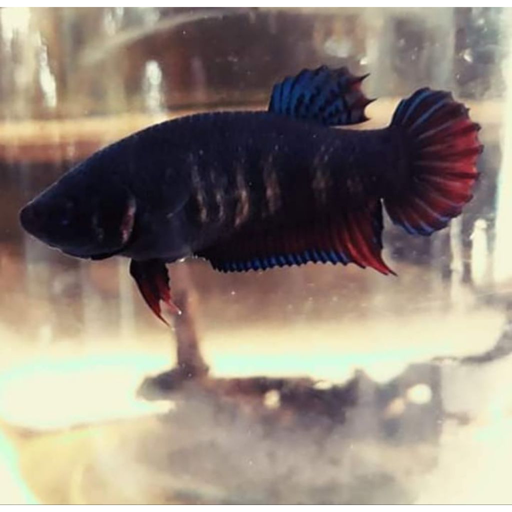 Ikan Cupang Aduan Fighter Betina MDS Medan Super Indukan Top Champion