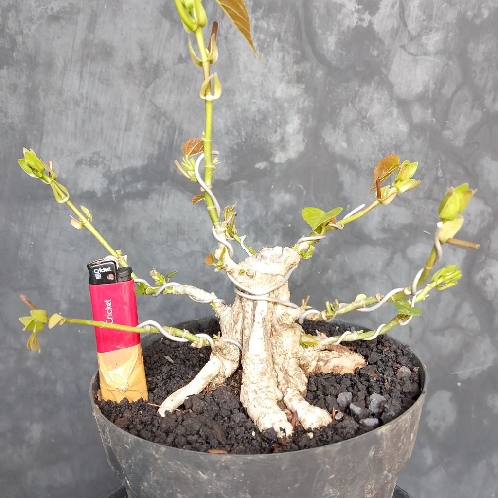 Bonsai mame waru India
