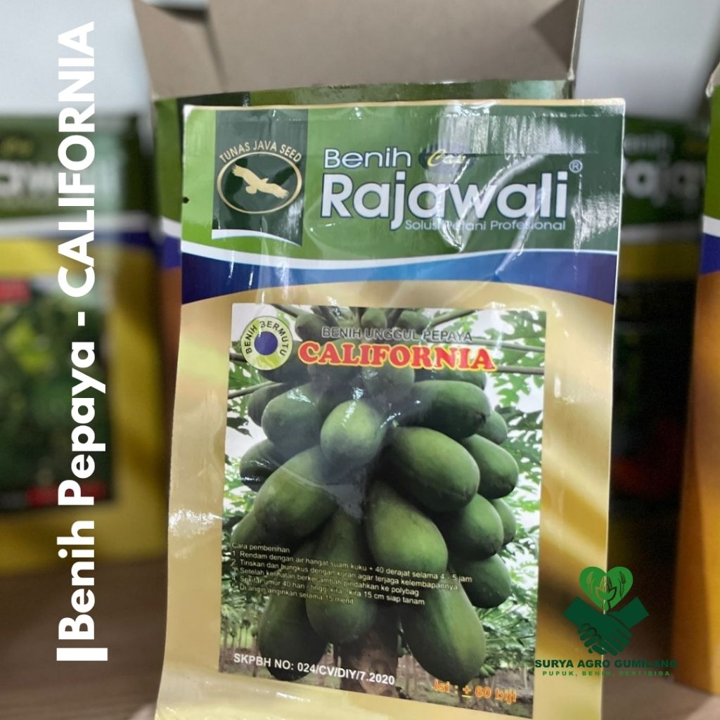 Benih Pepaya California | Bibit California | California Cap Rajawali