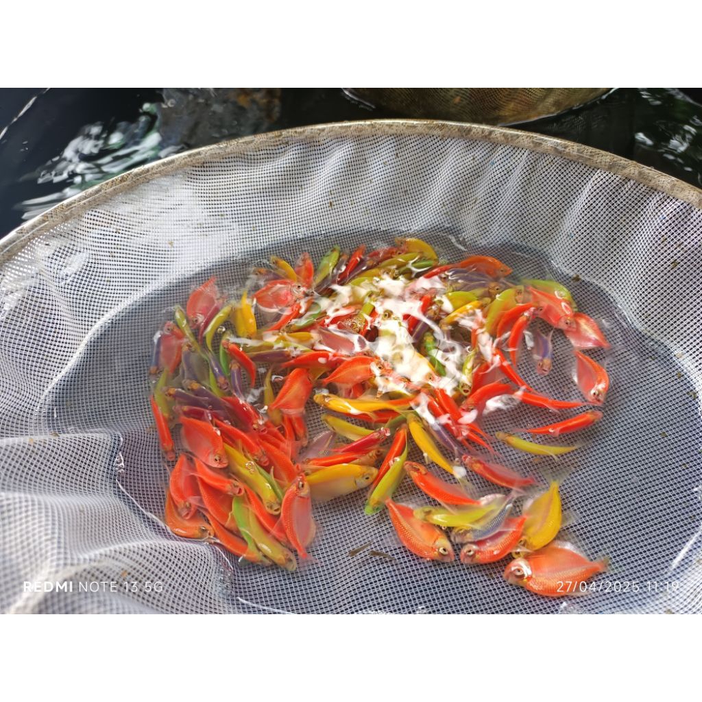 mempercantik aquarium ikan glowfish