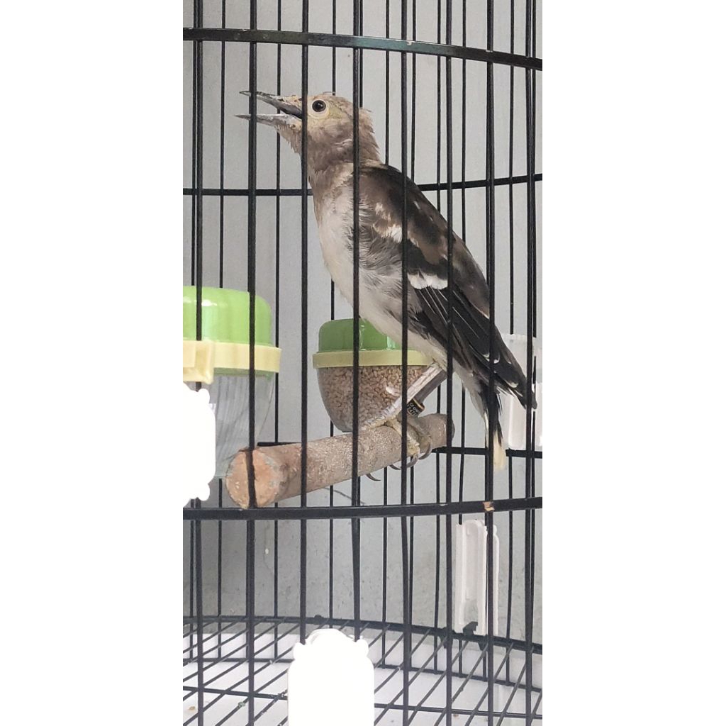 JalakHongkongMudaJantan