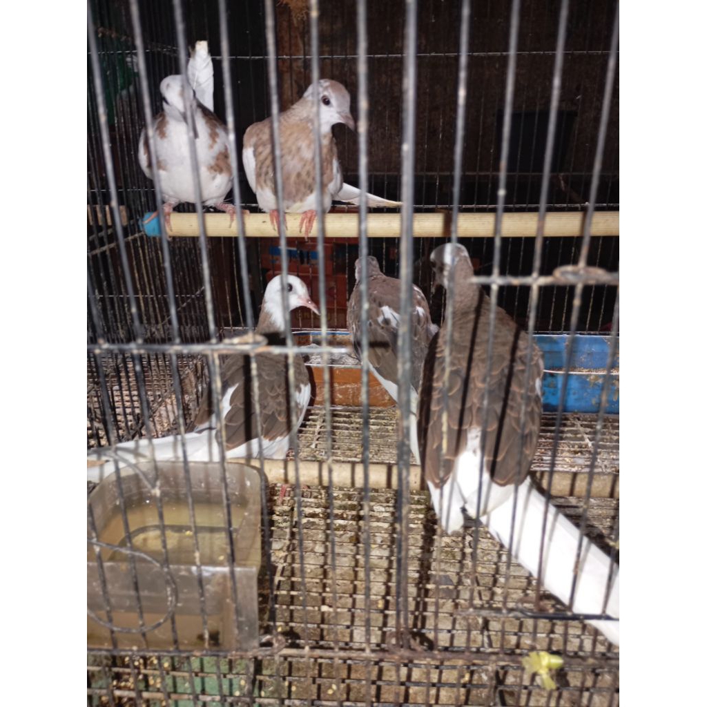 tekukur warna /blorok