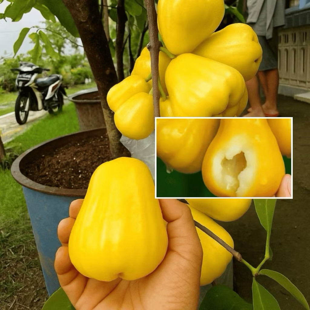 Bibit Jambu Air Madu Kuning Cepat Berbuah