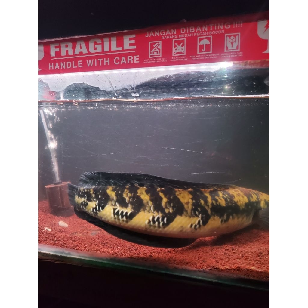 paket 20 ekor chana maru ys 2-3cm