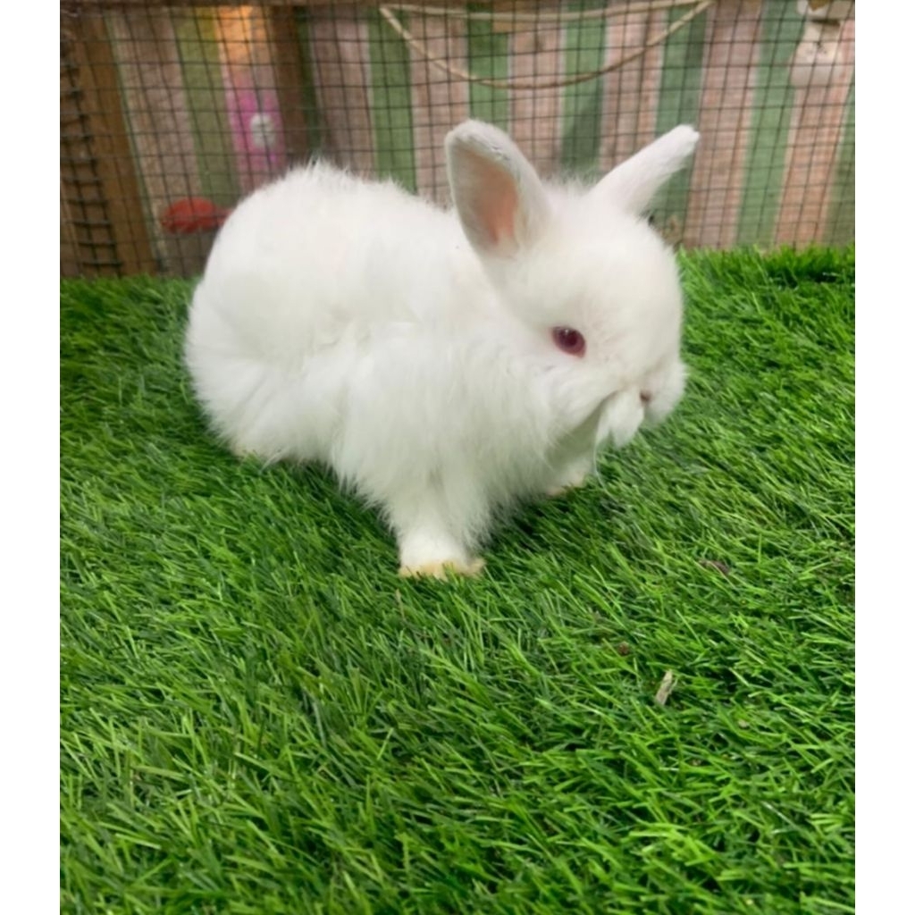 Kelinci Anakan Holland-Fuzzy Lop Usia 1-2Bulan