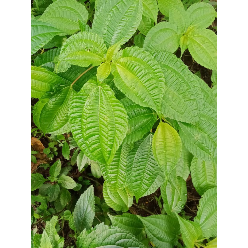 Daun pohpohan segar lalapan,daun pohpohan lalapan fresh,250 gram daun pohpohan termurah terlaris