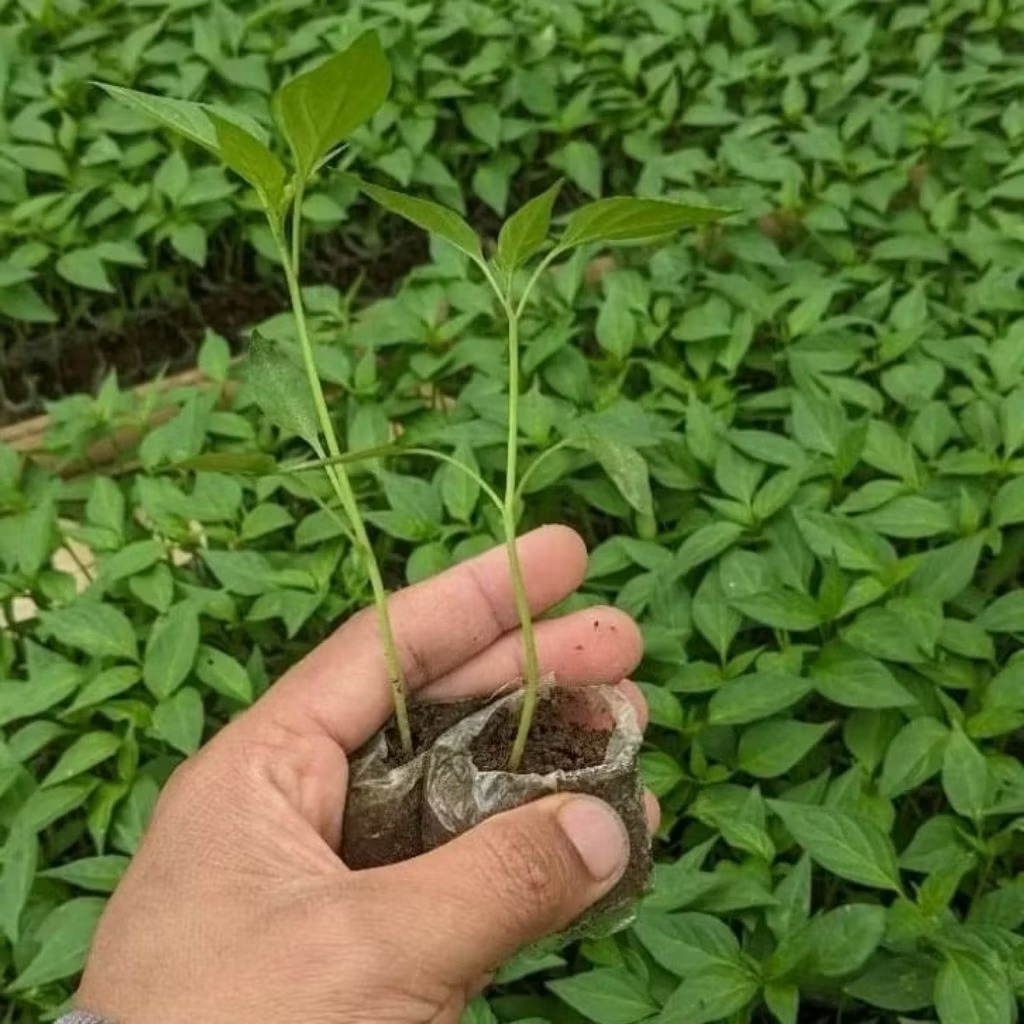 Bibit Cabe Merah Besar Siap Tanam
