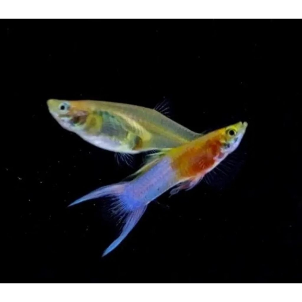 Ikan Guppy Japan Blue DS – Warna Biru Tajam | Guppy Hias Aquarium