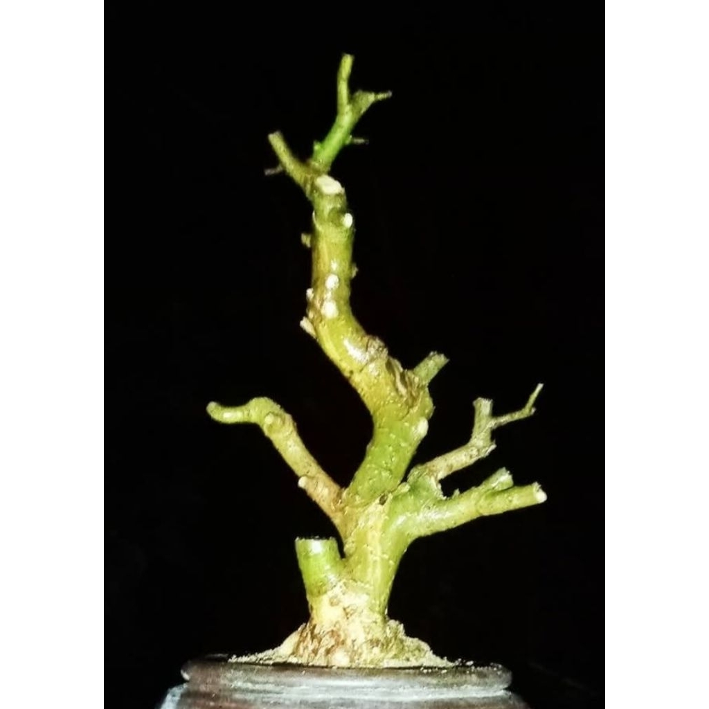 bahan bonsai serut mame prospek