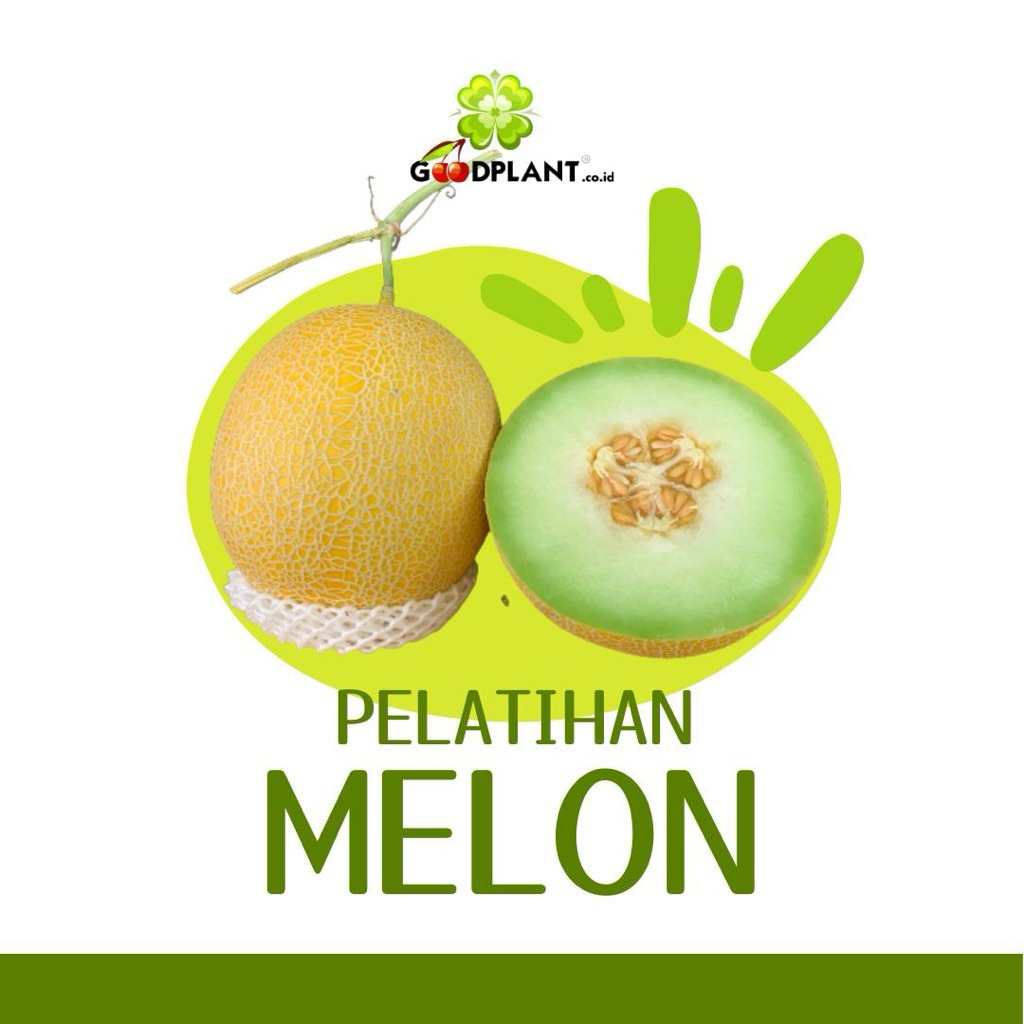 Panah Merah Small Mentimun Baby