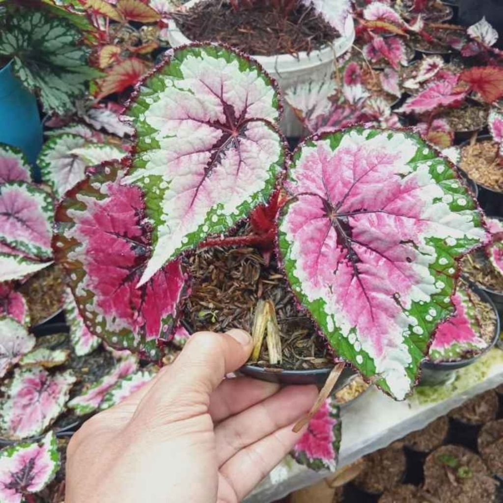 Tanaman Hias Begonia Rex Pink Silver / Begonia Pelangi