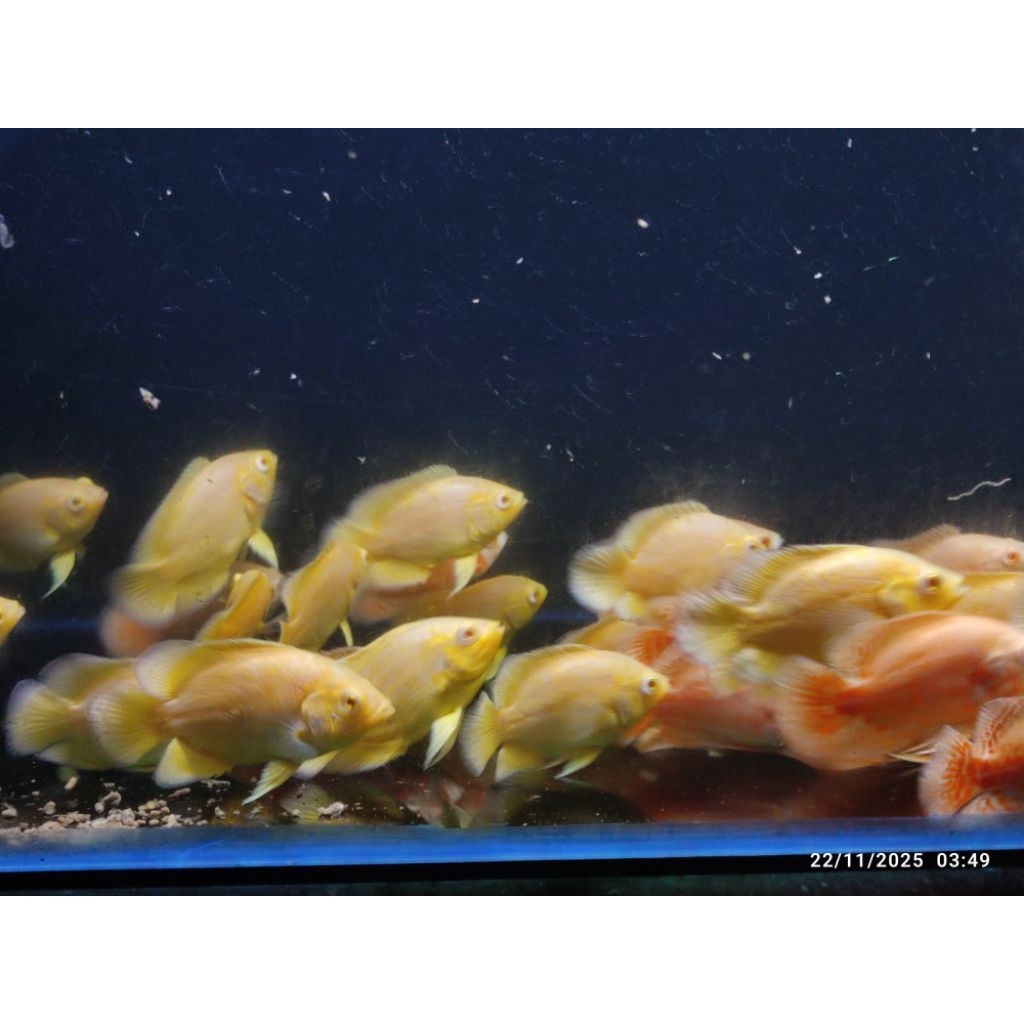 oscar lemon dan oscar paris albino