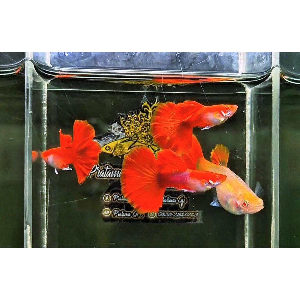 hiasan akuarium (Albino tuxedo red rose tail)