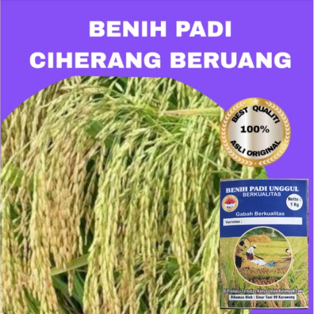 BENIH PADI CIHERANG BERUANG MALAI PANJANG BERKUALITAS 1 kg