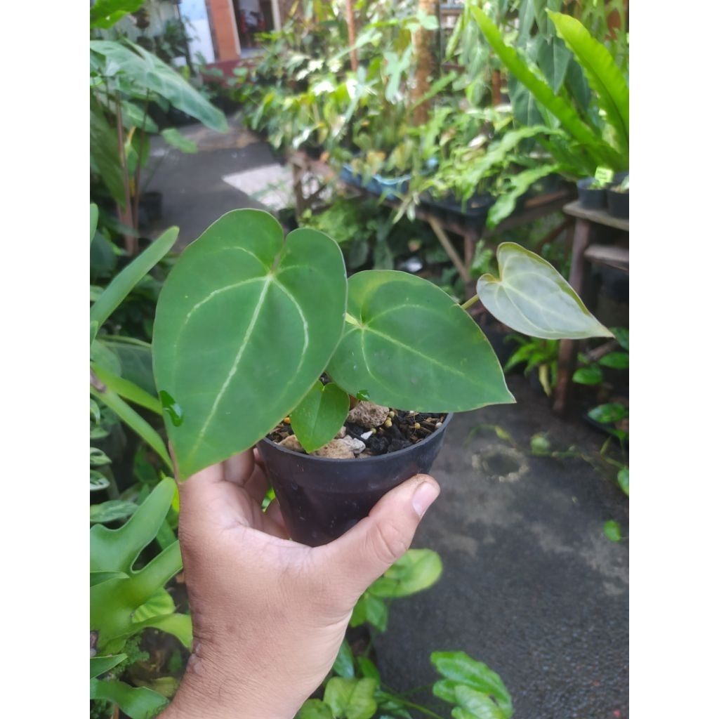 anthurium papilaminum x HU