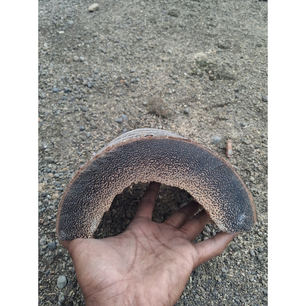 BAHAN KAYU LIWUNG SUPER SERAT PADAT