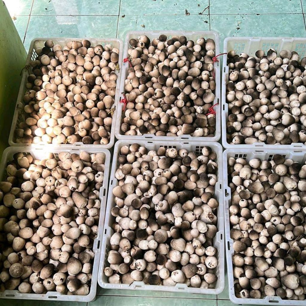jamur merang isi 4 pcs siap tebar di media jerami/daun pisang kering