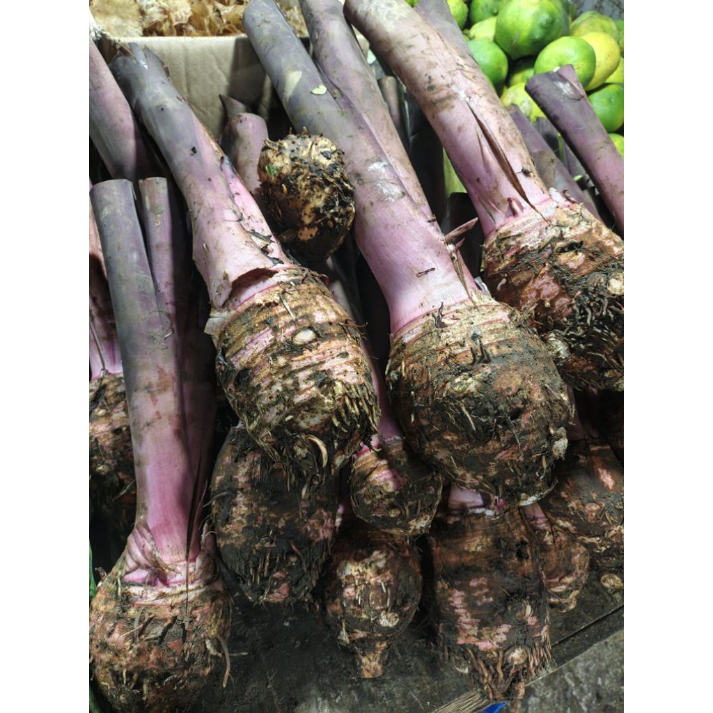 TALAS BOGOR UNGU JUMBO