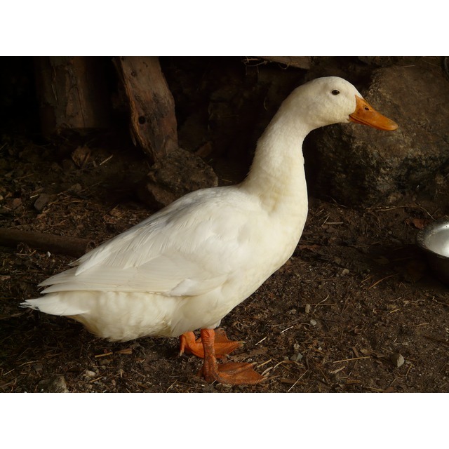 DAGING BEBEK PEKING 1,2KG (DAGING SEGAR)