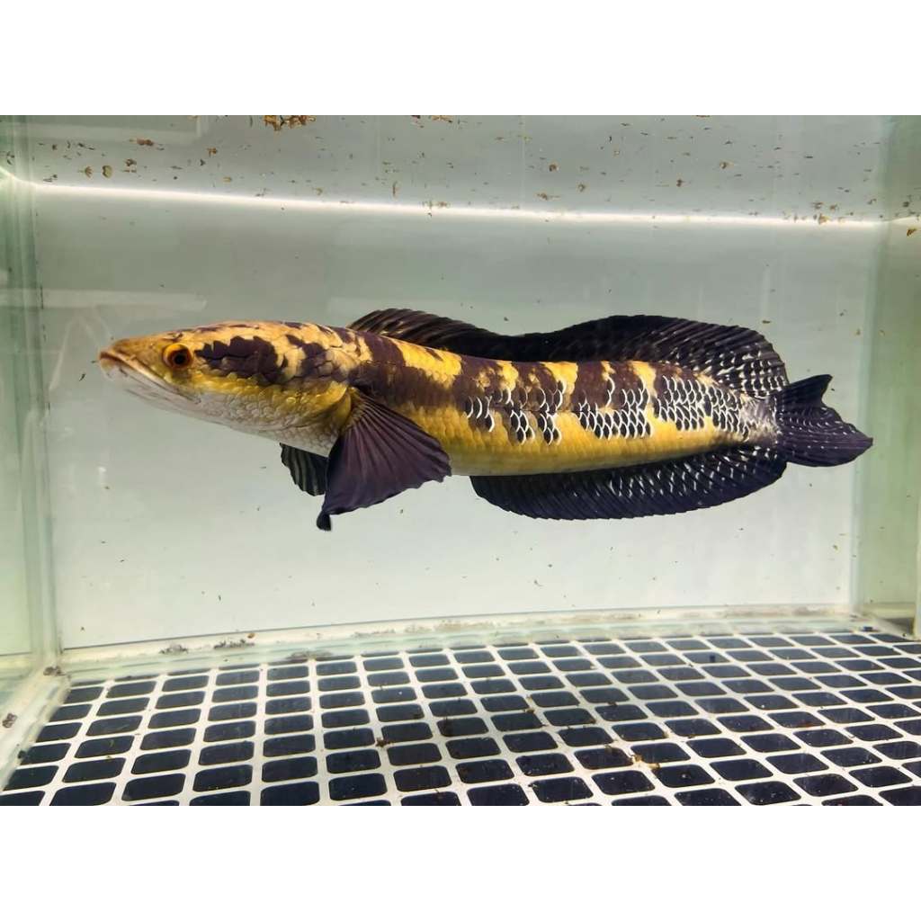 Channa Maru Yellow Sentarum Ikan Hias Ukuran 5-25cm