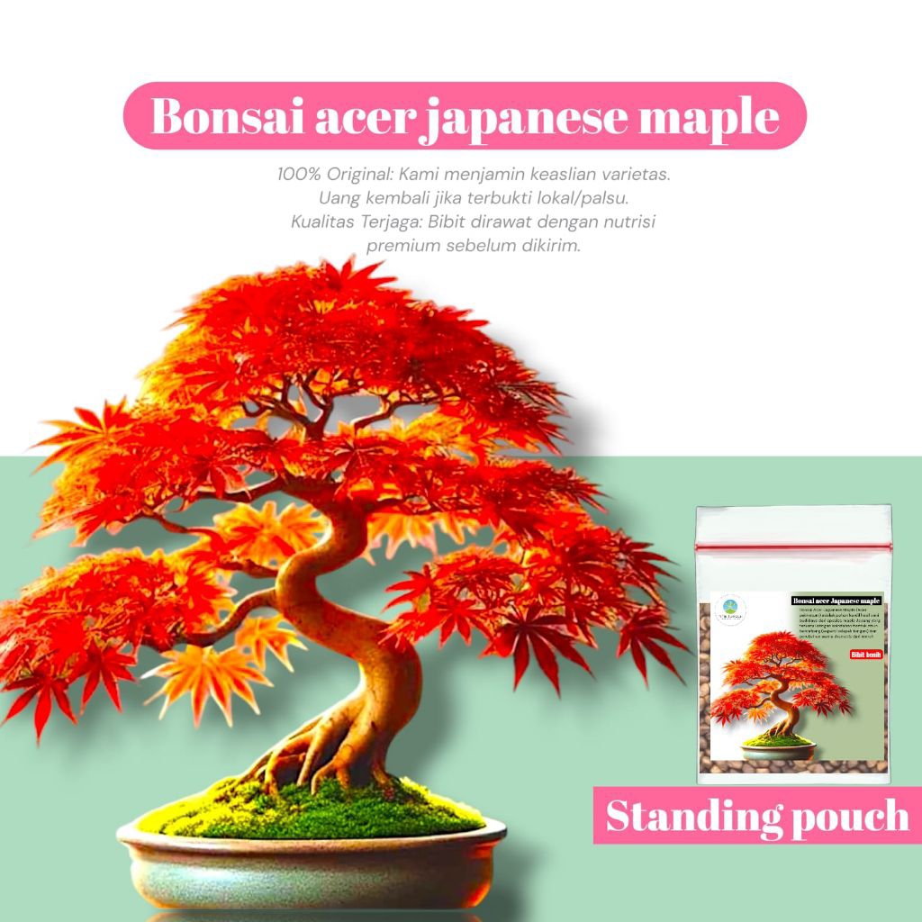 [ 20 Butir ] Bibit bonsai acer palmatum japanese maple | bibit bonsai maple Impor