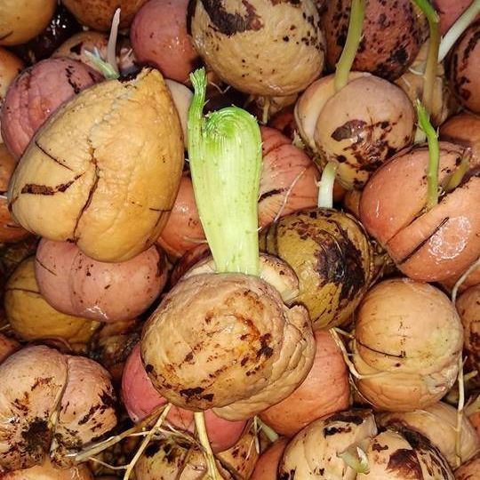 Benih Biji Alpukat siap semai 1kg