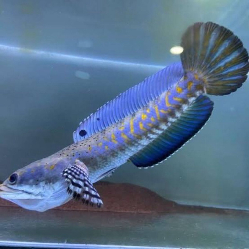 Channa Pulchra 10-12cm grade A