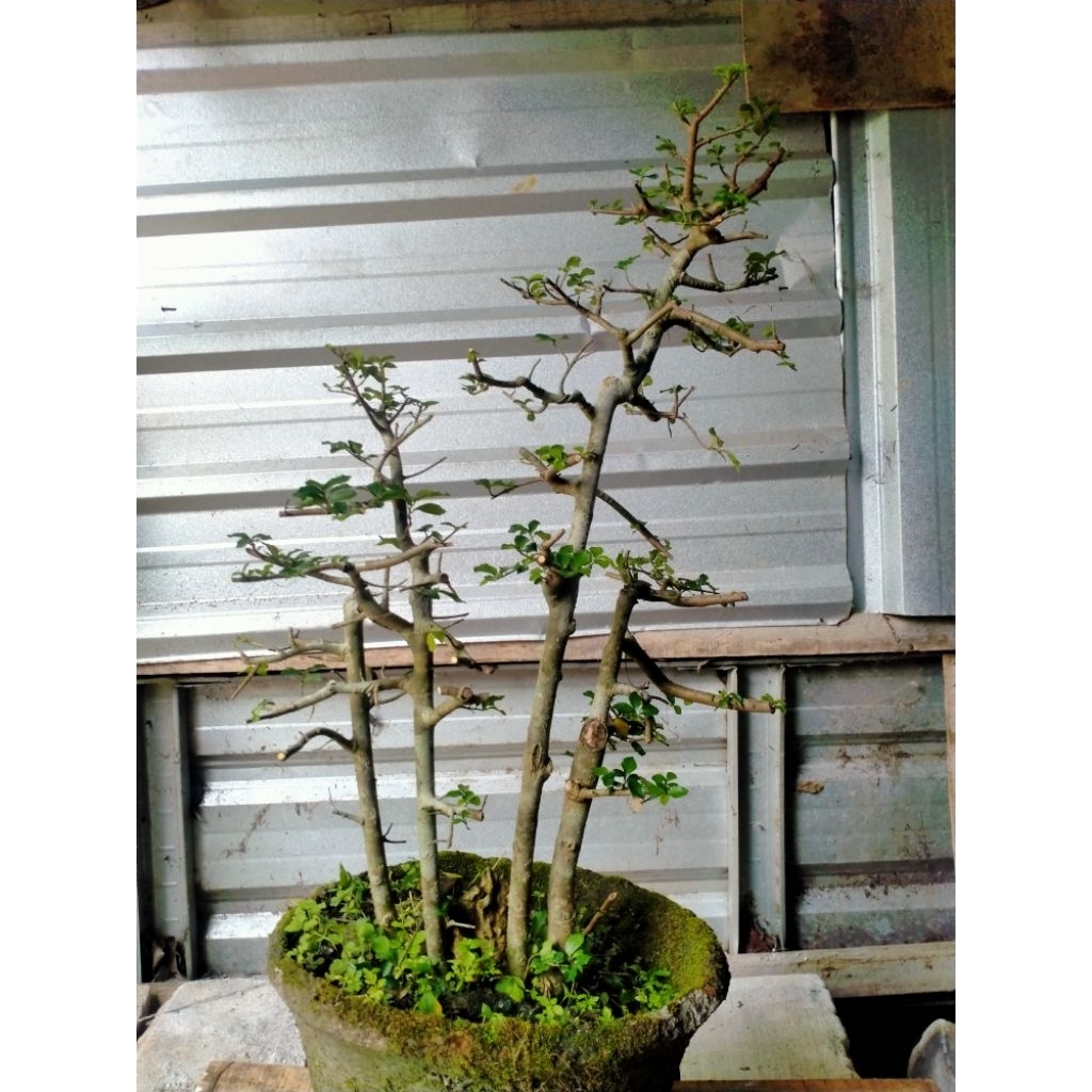 bonsai serut gruping siap kontes