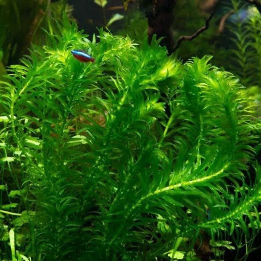 Hydrilla Verticillata, Ganggang Air, Timi Air, Florida Elodea, Water Thyme, Indian Star-Vine, tanama