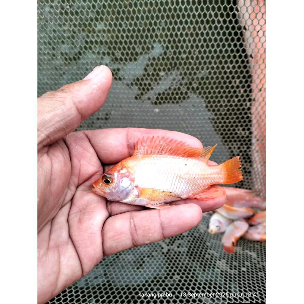 Bibit Ikan Nila Albino Ukuran 3-6 Cm / Beli 25 Ekor Gratis Pelet
