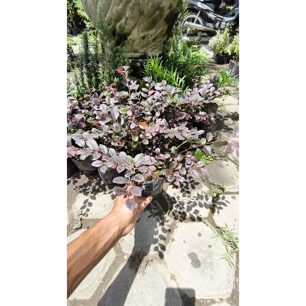 Bibit Bunga Hias Serut Merah Unggulan/ Bibit Bahan Bonsai Serut Merah