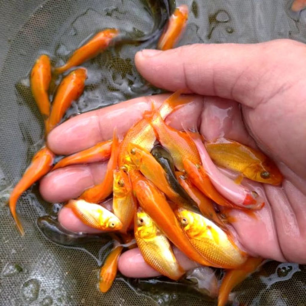 Bibit Ikan Mas Kuning Merah Sehat 5-10 Cm