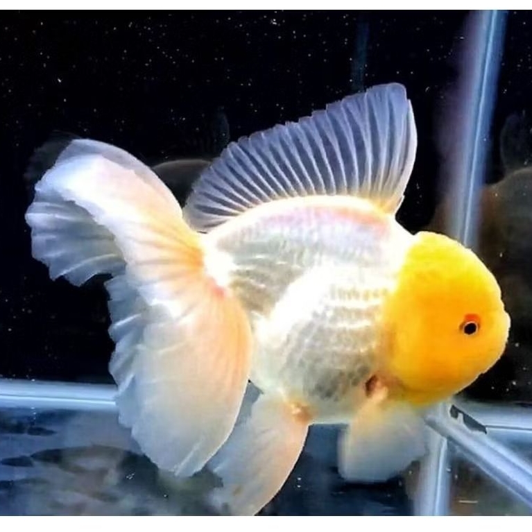 ikan koki oranda short tail white pearl