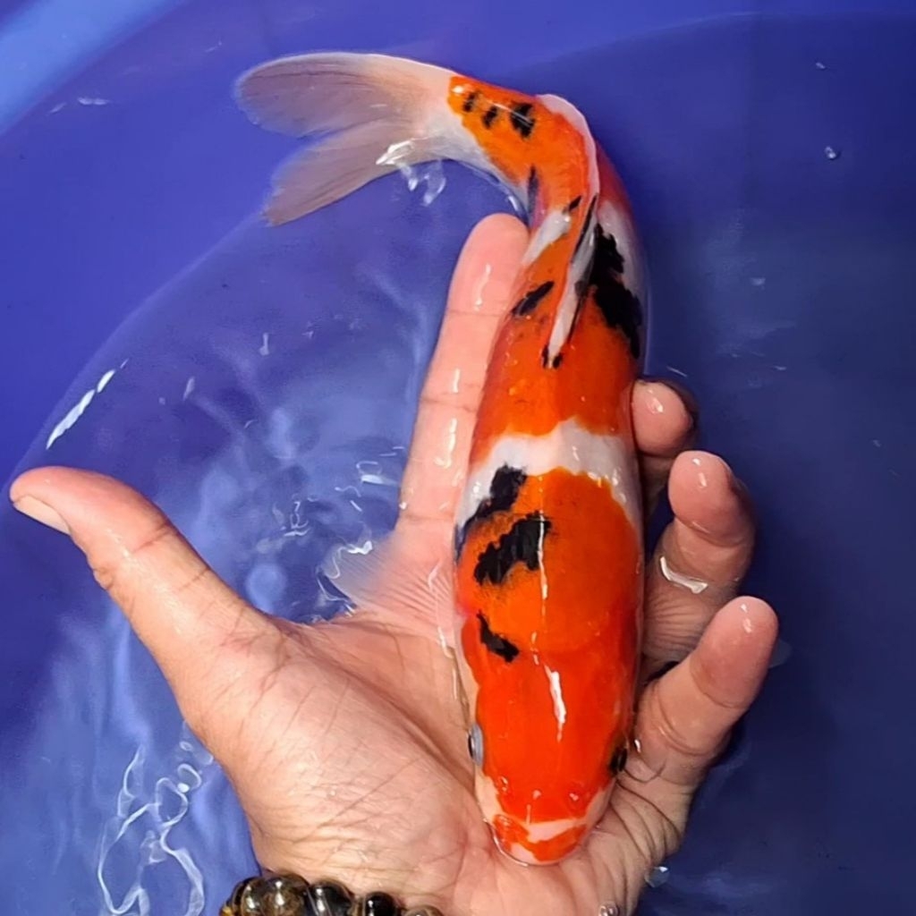 Ikan Koi Blitar Jenis Sanke / Rumah Koi Jakarta / kode 0029