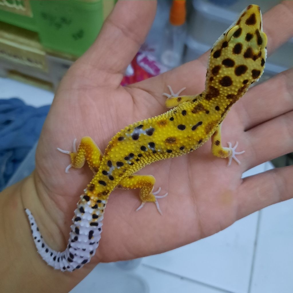 Hiasan Rumah Sesuai foto Gecko Juvenile Leopard Emerine RS 1